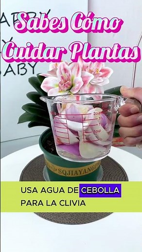 "Cómo Cuidar Plantas como un Experto: Tips que Debes Probar"