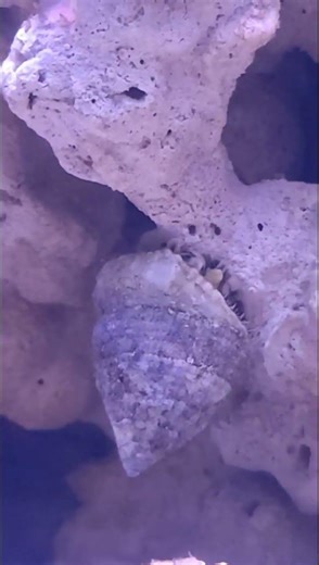 Reef Cleanup Crew in Action: Cerith, Astraea, Trochus Snails + Playful Clownfish! 🐌🐠