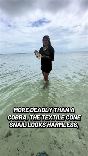 The Most Dangerous Things on the Beach #igorkryan #coneshell #coneshells #danger #beach