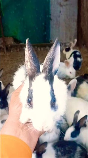 This Cute Bunny Sound Will Melt Your Heart 🐰💗