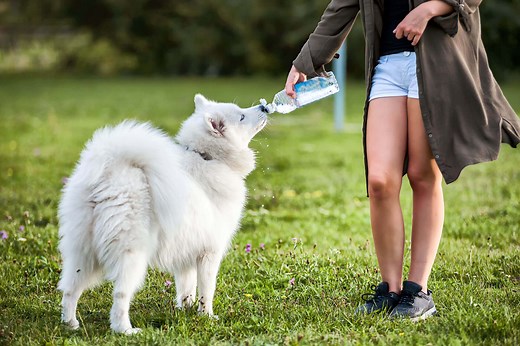 Ein umfassender Guide klärt auf: Wie viel sollte ein Hund trinken?