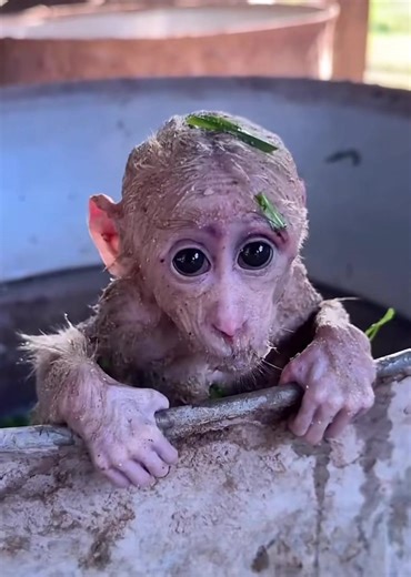 Timmy the Baby Monkey's Hilarious Timeout Escape