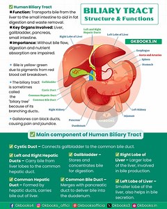 18K views · 138 reactions | Biliary Tract Structure & Functions The...