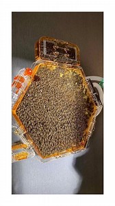 64K views · 330 reactions | Safest Way To Keep Bees In Your Home! | Fossbytes | Facebook