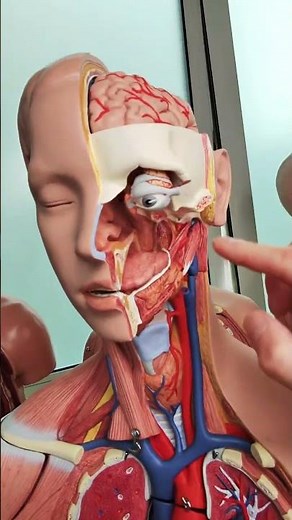 Carotid arteries #anatomy