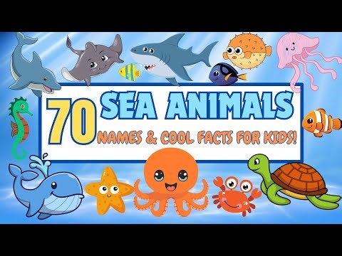 70 Amazing Sea Creatures and Their Fun Facts! 🐙🦀 Learn with Us! Education Video for Kids