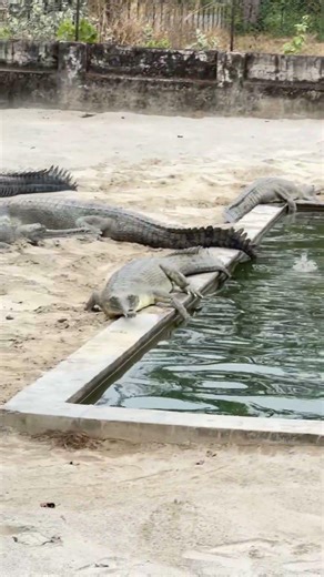 🐊 Fish-eating crocodile, River guardian-gharial “Ghadiyal”, Silent ruler of the river 🐊