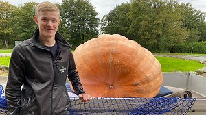 17-årig dyrker kæmpegræskar: - Det er sjovt at se, hvor store de kan blive