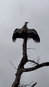 Cape vulture enjoys the breeze from the vintage of the tree #life #reels #trend #video #travel #Amazing #nature #wildlife #Wow #trending | African Bush Kingdom