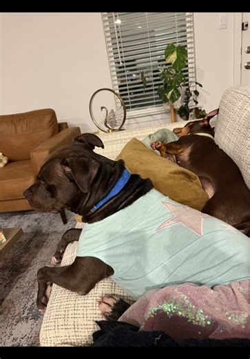 Babysitting my grand-daughter and her cousin…. #doggydaycare #fyp #pet #petsoftiktok