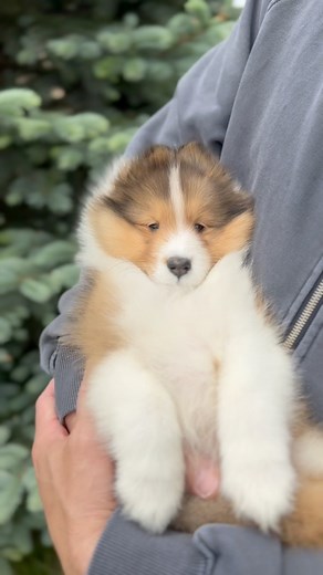 One of our favorite sable puppy boys from the earlier litter this year. #dog #dogsofinstagram #sheltielife #sheltiesofinstagram #morningvibes #sheltie #puppy #puppylove | Stevie Wei