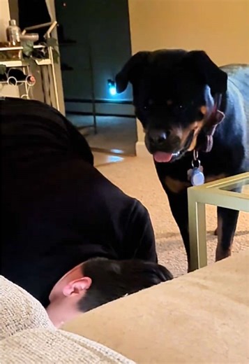 “Accidentally” pushed her ball under the couch for the 42nd time tonight