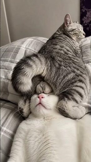 Try not to laugh Funniest Cats and Dogs Challenge of the week 😂 #cat #funny #pets #funnycats