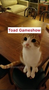 Toad competes against the world's greatest quiz minds of all time ever #catdad #talkingcats #funnycats #businesscats #drennondavis #talkinganimals | Drennon Davis