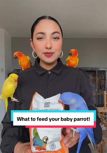 What to Feed Your Baby Parrot for Optimal Health