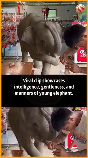 The Sentinel on Instagram: "A heart-melting moment from a sanctuary in Thailand has gone viral as a baby elephant casually walked into a café—not to cause trouble, but simply to ask for a glass of milk. Eyewitnesses reported that the little one patiently placed his trunk forward, as if placing an order. After being served, he gently bowed his head, appearing to thank the staff, leaving everyone smiling. The adorable clip has captured hearts online, with viewers praising the elephant’s intelligen