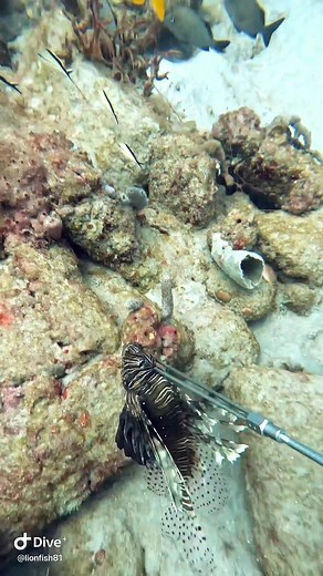 Killing Invasive Lionfish on the Ocean Floor: Spearfishing Adventures