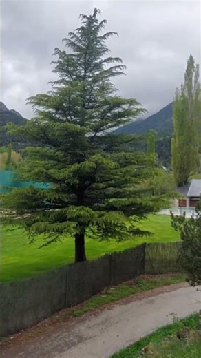 🐦🏔️ Sallent de Gállego | Paisaje con sonido ambiente 🌿🎧
