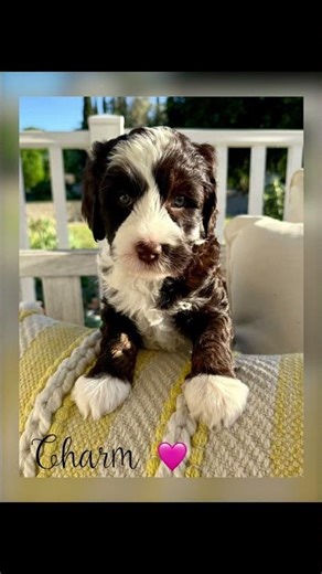 So cute, chocolate and white puppies