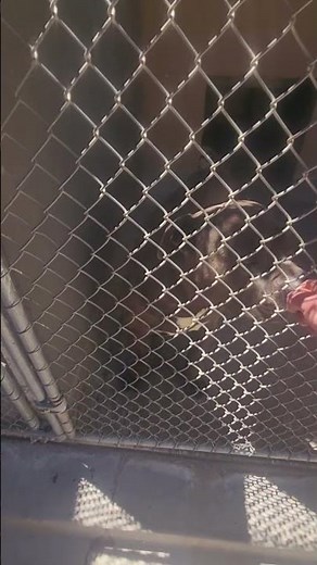 🐶💥 ADOPTING a Boxer & Malamute from Rescue! 🐾