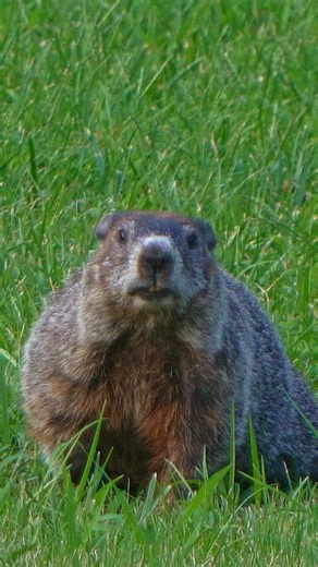 Groundhog (woodchuck) at Lake Jacomo, Missouri