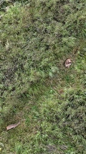 Buck Using Switchgrass for Bedding