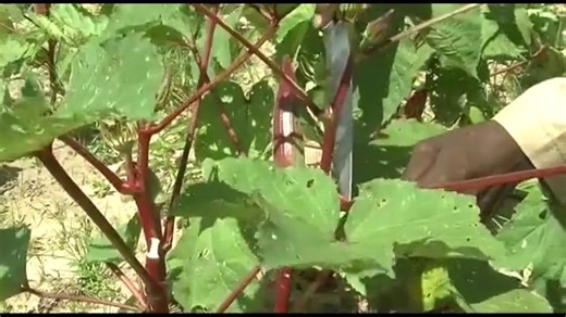 Harvesting and storing okra The longer you can harvest and store...