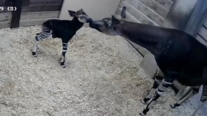 The rare moment an okapi calf takes his first steps