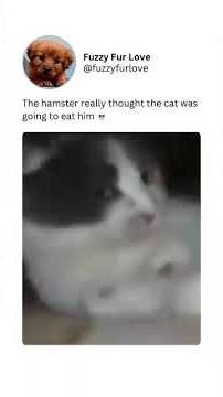 subscribe for new content! 😺🩷#cat #viral #shorts