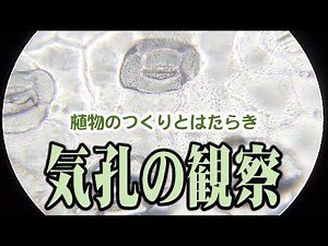 ＃11 気孔の観察 植物のつくりとはたらき