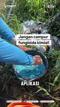 Tips for proper and correct application of Trichoderma!! #trichoderma #tips #agriculture #youngfa...