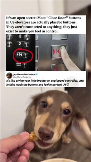 The Elevator Close Button Is Actually A Lie 🤥🔘 #memes #funny #pets