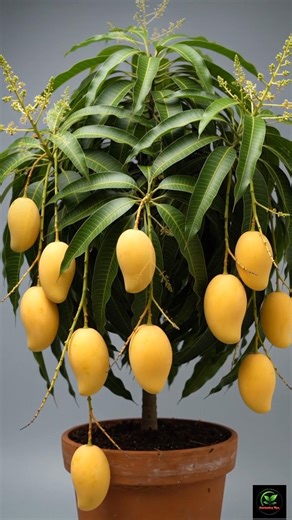 Mango Plant Growth Time Lapse 🥭 From Seed to Sapling | Fast Growing Mango Tree