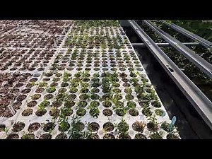 Bearberry or Kinnickinnick (Arctostaphylos uva-ursi) evergreen shrub propagation TreeTime.ca