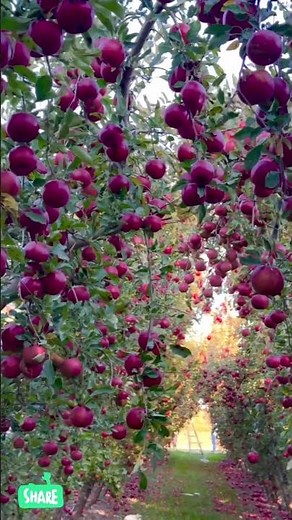🍎 Simply Stunning: The Most Beautiful Apple Tree You'll See Today! 🤩