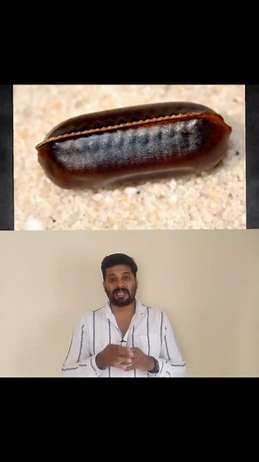 இது உங்களுக்கு தெரியுமா? American cockroach ootheca facts - #nature #cockroach #animallovers | Anbulla Sahotharan