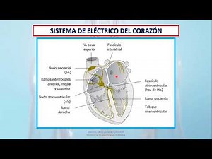 VIDEO SISTEMA ELECTRICO DEL CORAZÓN