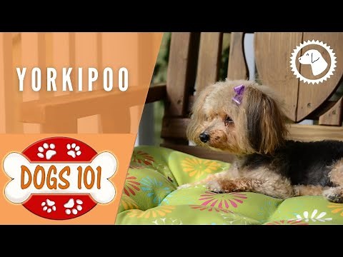 Dogs 101 - YORKIPOO - Top Dog Facts about the YORKIPOO | DOG BREEDS 🐶 #BrooklynsCorner