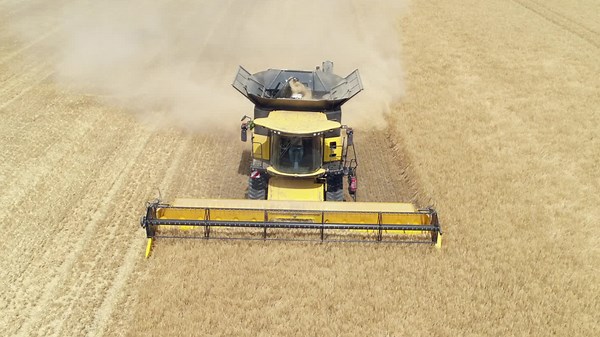 Scottish Farmers Face Unpredictable Barley Harvest Amid Unusual Weather