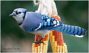 Dessin et peinture - vidéo 1980 : Le geai bleu, un oiseau sous toutes ses couleurs et ses formes - peinture acrylique.sur bois. - Le blog de lapalettedecouleurs.over-blog.com