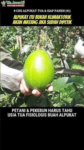 8 CHARACTERISTICS OF AN AVOCADO THAT IS OLD & READY TO PICK (#1): AVOCADO IS A CLIMACTERIC FRUIT,...