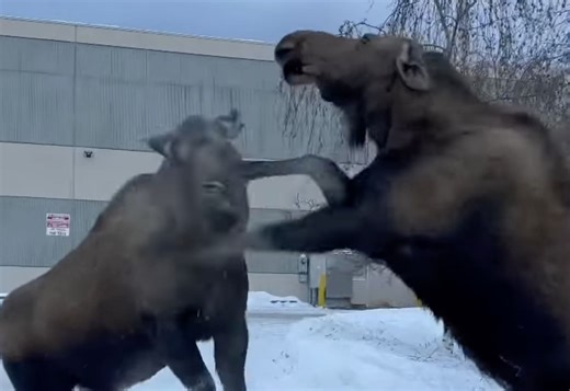 Alaskan Moose Engage In Violent Parking Lot Battle