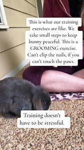 5.7K views · 99 reactions | How do you train a rabbit to be picked up? You do it with 2️⃣5️⃣ small exercises that teach fundamentals. All of our training manuals are designed to be gentle, peaceful and heal bunnies’ anxiety. #bunnytricks #bunnygirlsenpai #anime #bunnyanimation | Rabbit Pals | Facebook