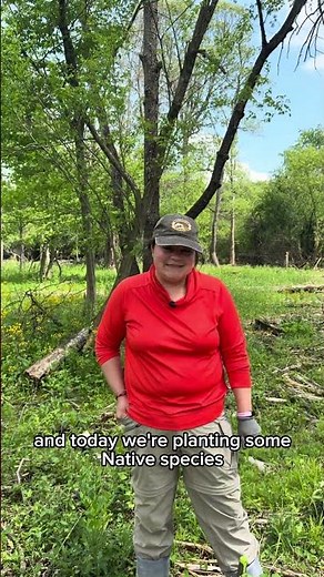Plant some Native Herbaceous plants with our natural areas interns!
