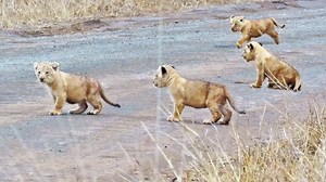 Lion Cubs Learn How to Cross the Road