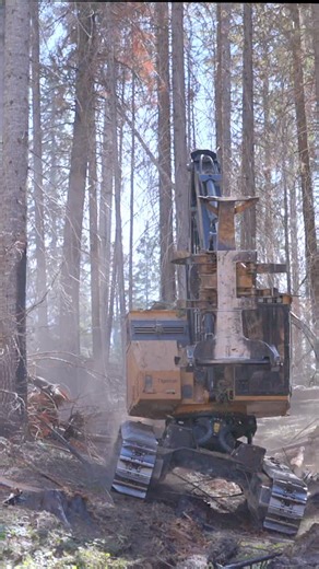 Ryer Becker on Instagram: "Felling fire salvage timber in Idaho with the Tigercat LX830 feller buncher. - Salvage logging operations are critical after fire impacts an area in order to capture some financial return from the timber. These operations should be conducted before further value is lost to decay and overall stand degradation. #forest #logging #heavyequipment #forestmanagement #fire"