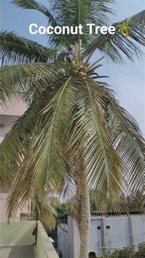 How to Cut a Coconut Tree Safely 🌴🪓 | Step-by-Step Guide