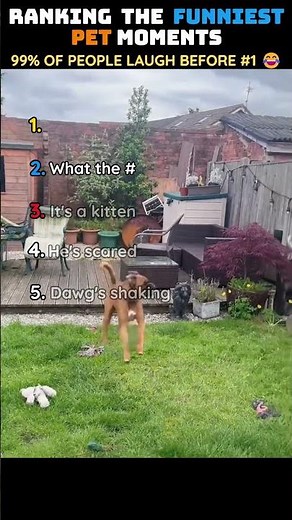 Ranking Funniest Pet Moments 🐾😂 #funny #pets