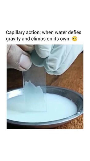 KNOWLEDGE on Instagram: "Capillary action is the process that allows water to rise upward against gravity through very narrow spaces, like the tiny tubes in plants or gaps between soil particles. This happens because water molecules are strongly attracted to the walls of these narrow channels (adhesion), and they also cling tightly to one another (cohesion). When adhesion pulls the water up the surface, cohesion helps the rest of the water follow, creating a continuous upward movement. This simp