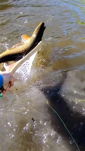 Trout fishing is getting boring…